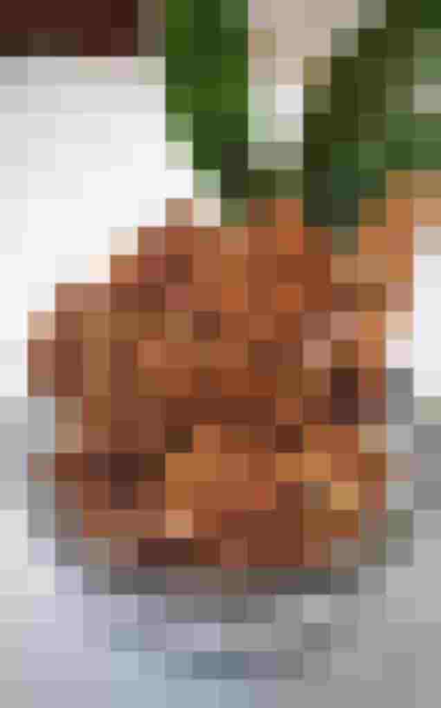 Knäckebrot in einer Schale, umgeben von frischen Pflanzen, regional zubereitet.