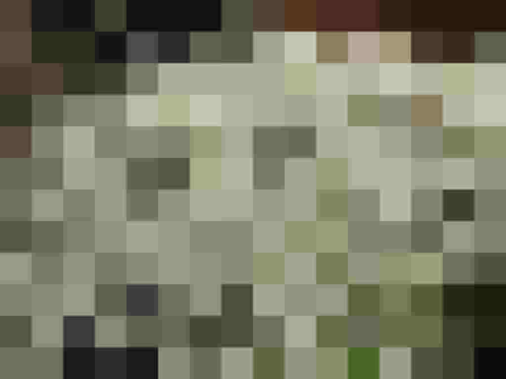 Hollerblüten in voller Blüte, ideal für die Herstellung von Sirup und Essig.