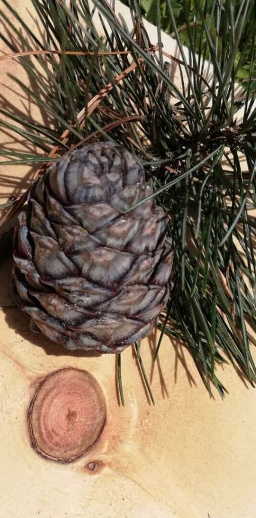 Zirbenzapfen mit Nadelzweigen auf Holzuntergrund, Symbol für Zirbensirup-Rezept.
